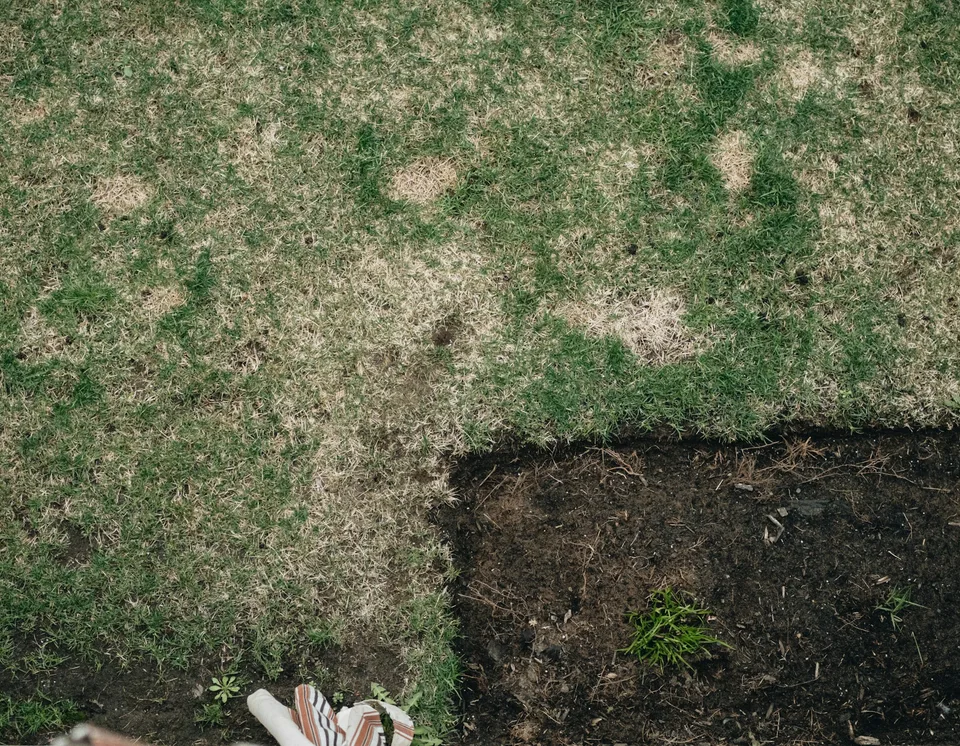 Lawn with brown patches and a freshly dug area