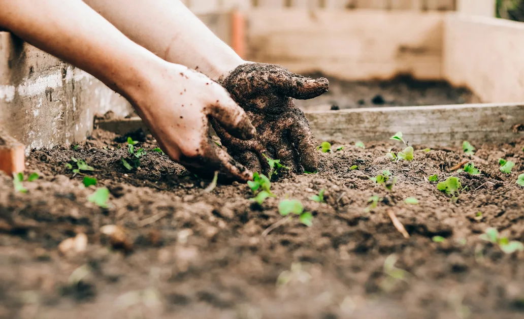 hands planting seedlings in garden soil