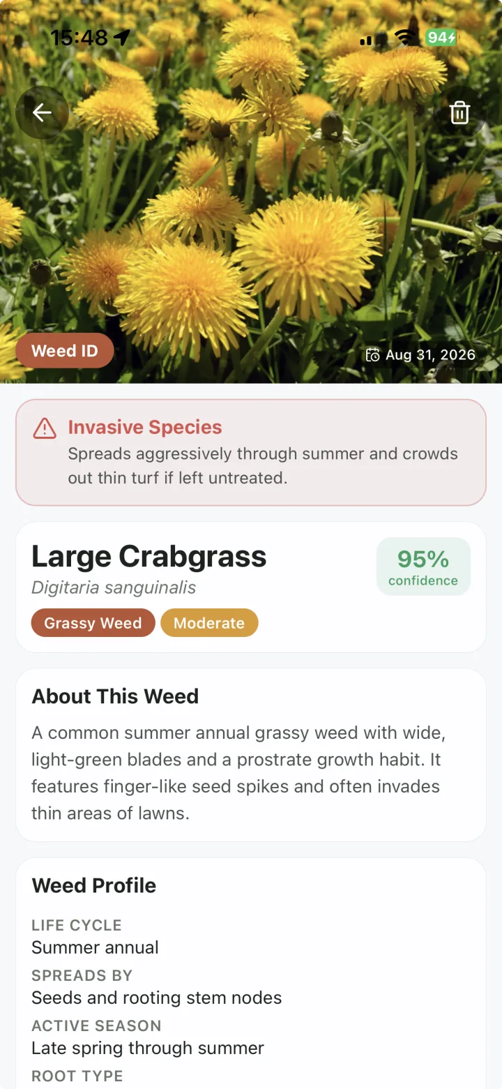 Lawn Scan weed-identification result showing Large Crabgrass, 95 percent confidence and an invasive-species warning